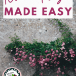 Flowers with text that reads: Romanticism Made Easy
